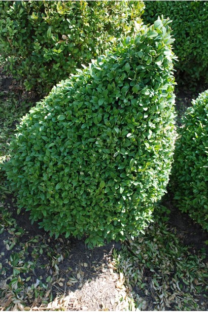 Самшит вічнозелений Топіар