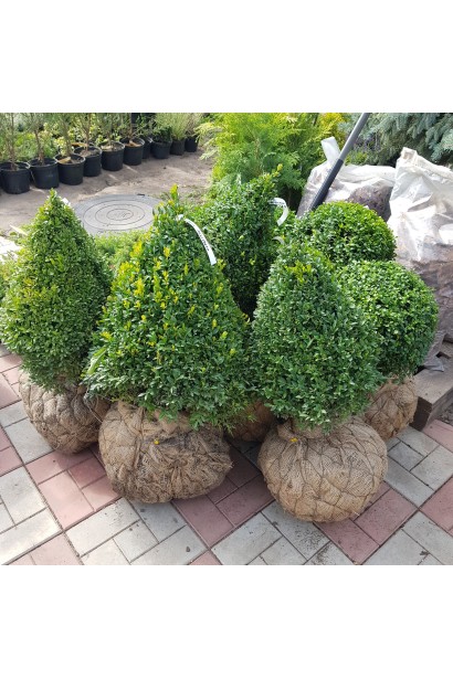 Саджанці самшиту вічнозеленого топіар 