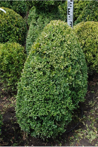 Buxus sempervirens Topiar – основа геометричного дизайну