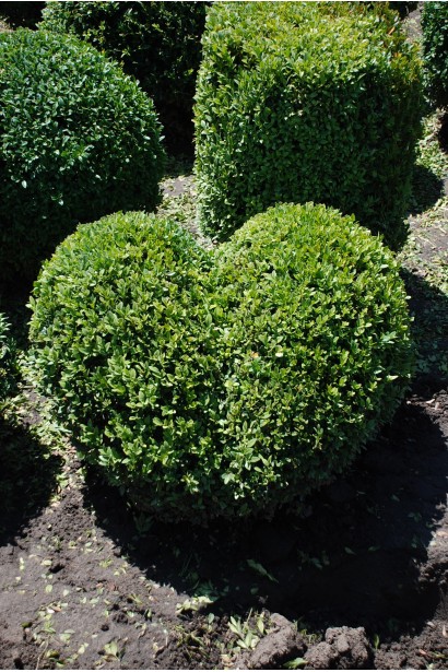 Buxus sempervirens Topiar