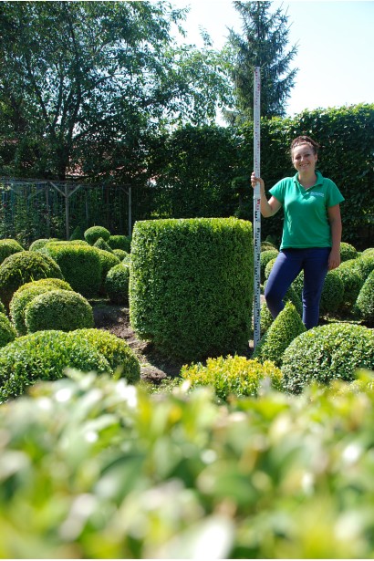 Buxus sempervirens Topiar