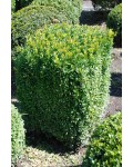 Самшит вечнозелёный Топиар | Buxus sempervirens Topiar | Самшит вічнозелений Топіар