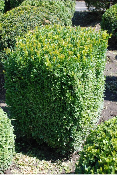 Самшит Topiar – декоративний багаторічний кущ