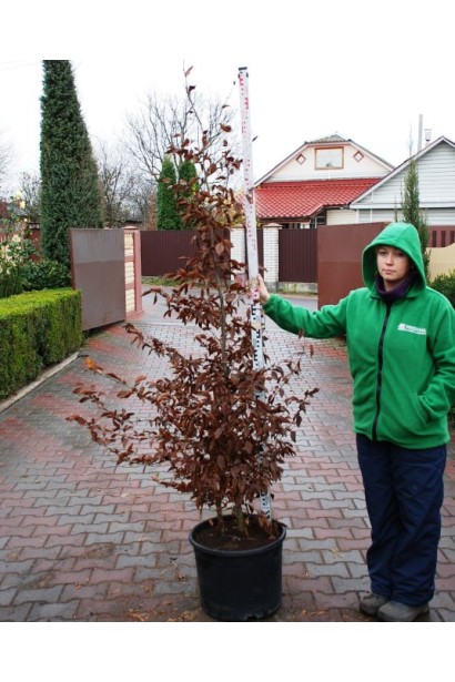 Граб звичайний в садовому центрі
