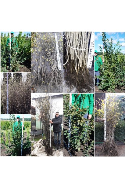 Граб звичайний (хлист)