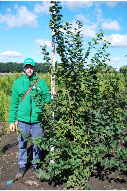 Граб звичайний в полі з комом