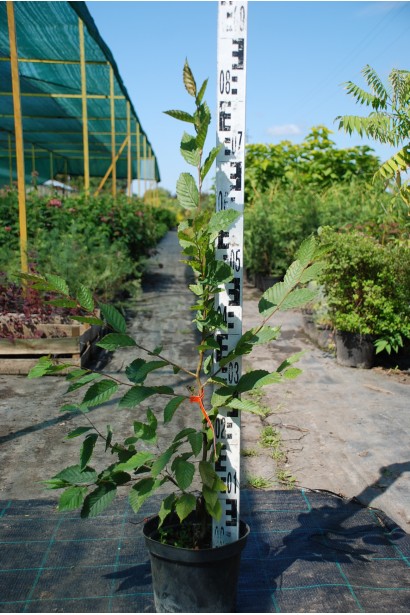 Граб звичайний саджанець в горщику 60-80 см