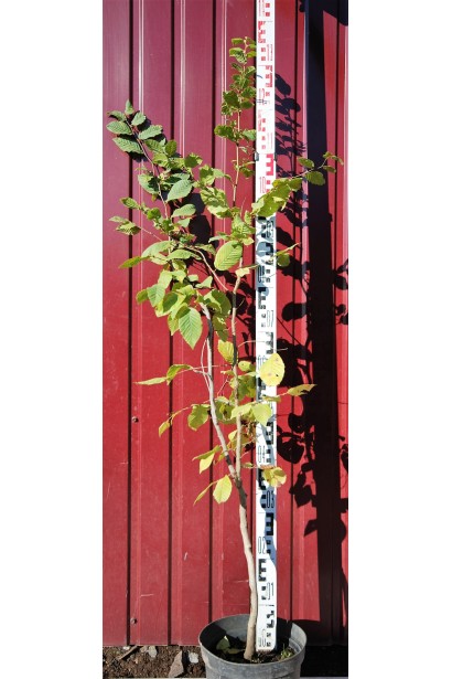 Граб звичайний в горщику 100-120 см