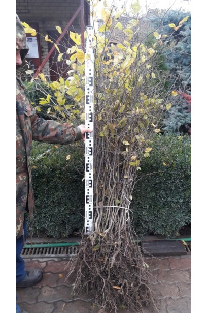 Граб звичайний хлист голий корінь