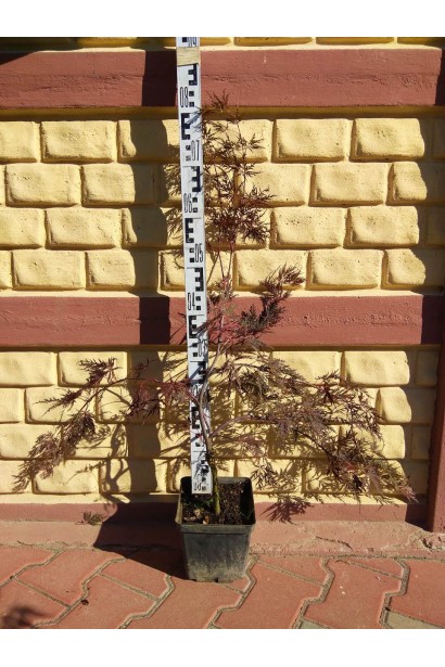 Клен японський Гарнет в контейнері 0,5 л 60-80 см