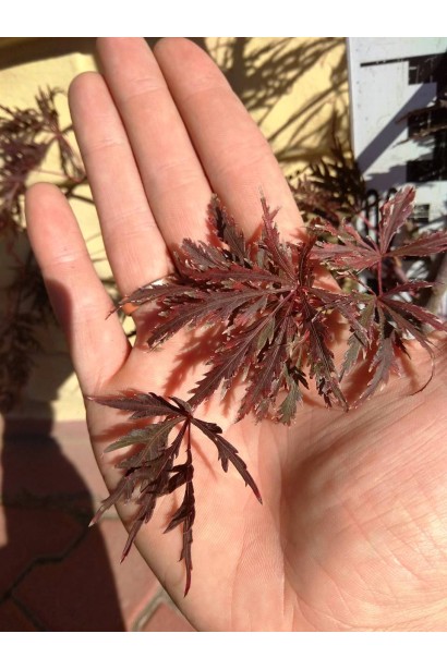 Клен  Гарнет розсічене червоне листя