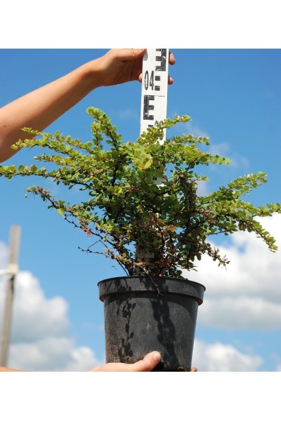 Барбарис Тунберга Грін Карпет 