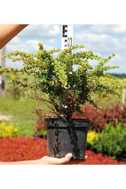 Барбарис Тунберга Грін Карпет 