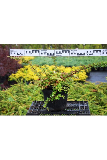 Барбарис Green Carpet