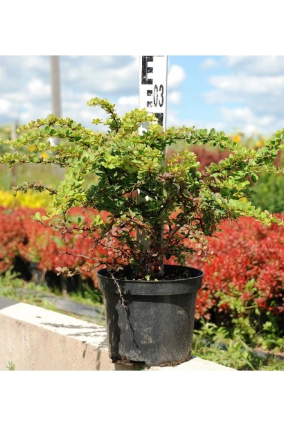 Барбарис Тунберга Грін Карпет  висота 30 см