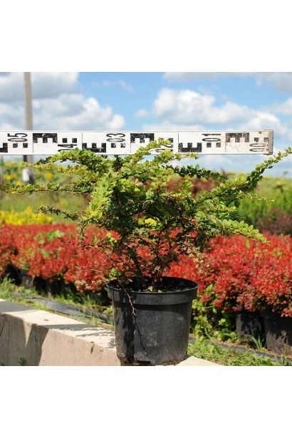 Барбарис Тунберга Грін Карпет діаметр 50 см