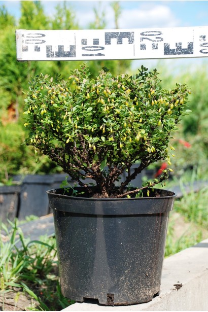 Барбарис тунберга Кобольд діаметр 30 см