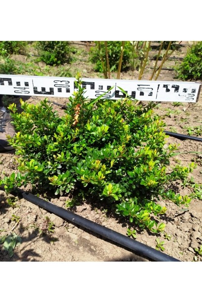 Барбарис Тунберга Кобольд