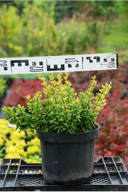 Барбарис тунберга Kobold