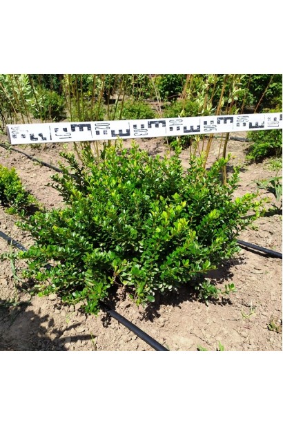 Барбарис  Кобольд в полі діаметр 45 см