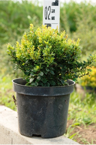 Барбарис Kobold висота 20 см