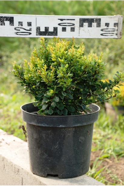 Барбарис тунберга Коболь діаметр 25 см