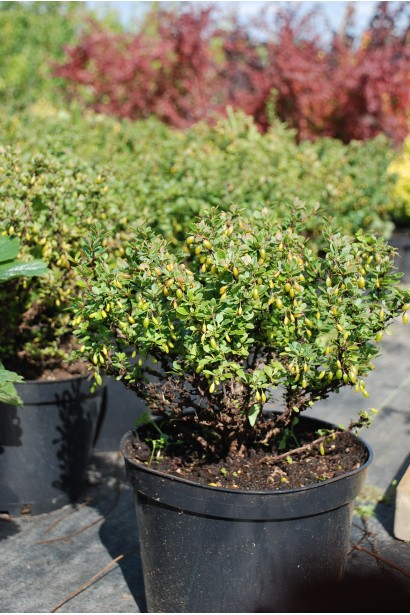 Барбарис тунберга Кобольд колір