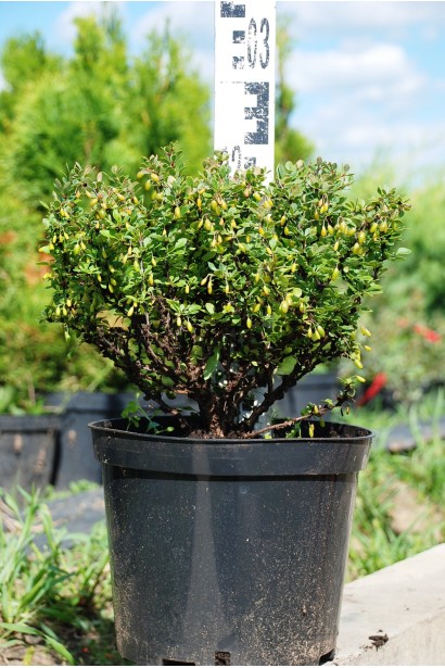 Барбарис Тунберга Кобольд в контейнері