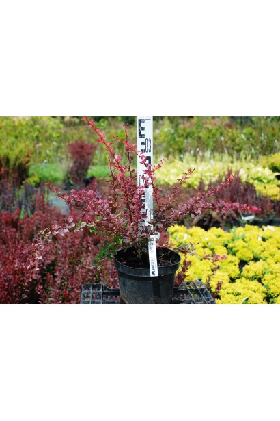 Барбарис Pink Queen в горщику