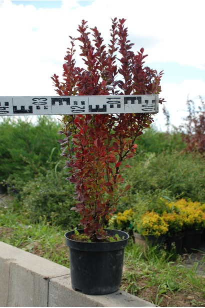 Барбарис тунберга Red Rocket діаметр 25-30 см