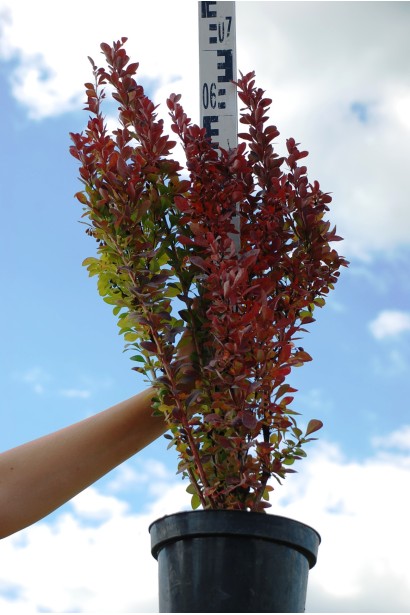 Барбарис тунберга Ред Рокет контейнер 5 л