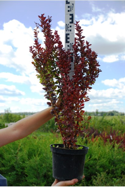 Барбарис тунберга Ред Рокет  в контейнері 3 л