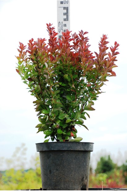 Барбарис тунберга Ред Рокет 