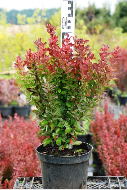 Барбарис тунберга Ред Рокет висота 30-40 см