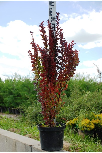 Berberis thunbergii Red Rocket