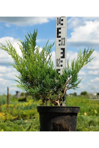 Ялівець середній / пфітцеріана Moрдіган Голд - 5л/вис.30-35см/Ø60-70см