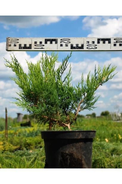 Ялівець середній / пфітцеріана Moрдіган Голд - 5л/вис.30-35см/Ø60-70см