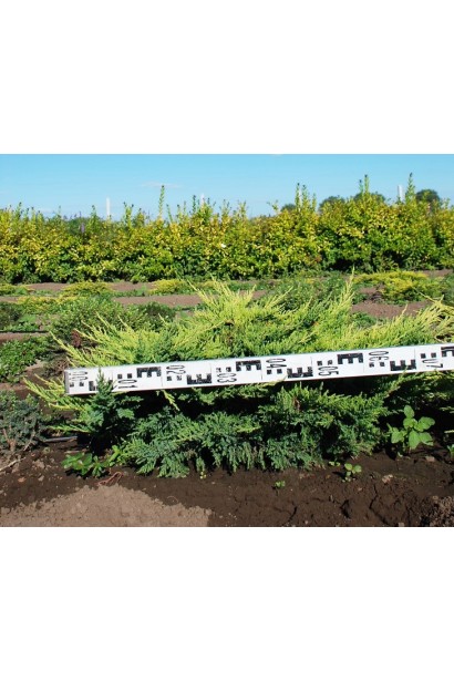 Ялівець середній Moрдіган Голд - ком / діаметр 70-80 см