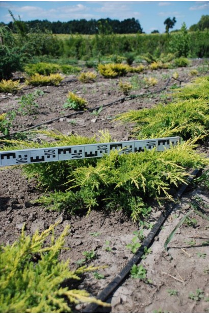 Саджанці ялівцю Мордіган Голд в розсаднику на полі