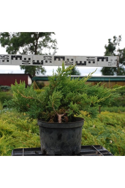 Яловець середній Мордіган Голд С5, діаметр 40-50 см