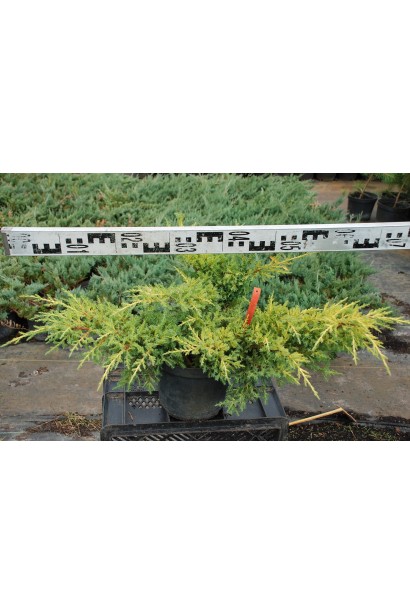 Ялівець Mordigan Gold в контейнері 5 л