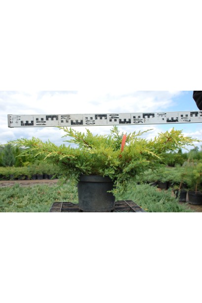 Яловець середній Mordigan Gold діаметр крони 60-70 см