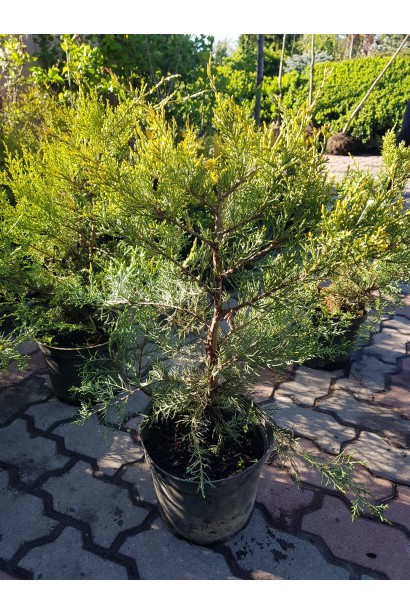 Juniperus media / pfitzeriana Mordigan Gold