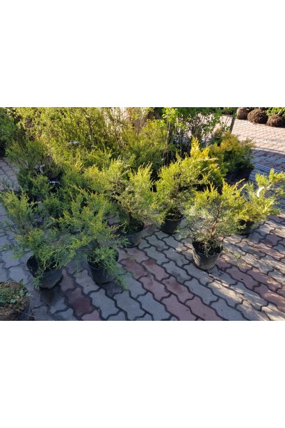 Ялівець пфітцеріана Moрдіган Голд - саджанці в садовому центрі