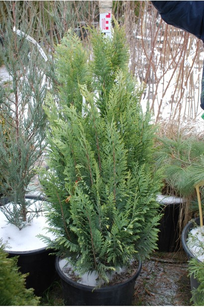 Кипарисовик Лавсона Алюміголд 80-100 см