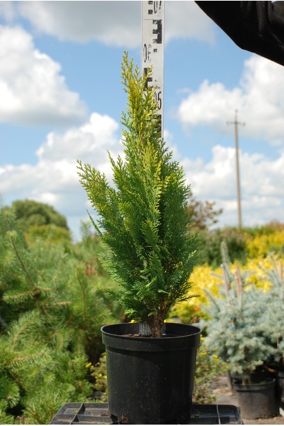 Кипарисовик Alumigold в горщику 3 л 40-60 см