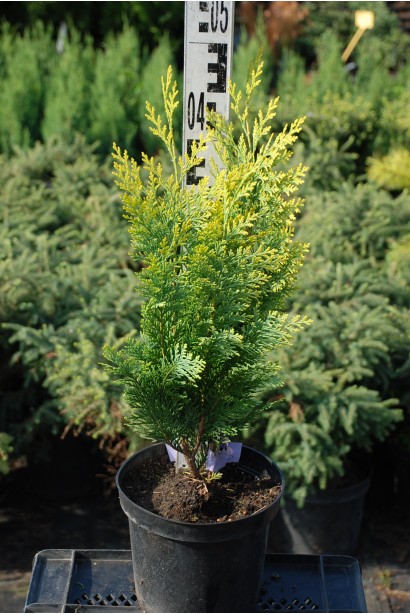 Кипарисовик Лавсона Алюміголд в контейнері 3 л 30-50 см