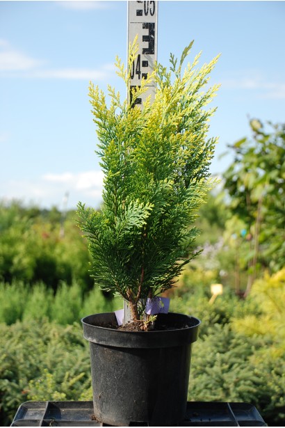 Кипарисовик Алюмі Голд саджанець