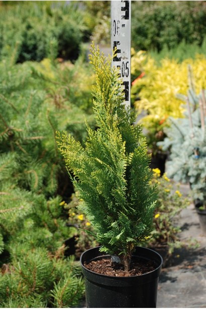 Кипарисовик Лавсона Алюміголд 40-60 см