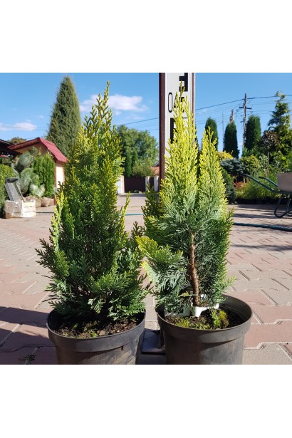Кипарисовик Лавсона Алюміголд саджанці в садовому центрі